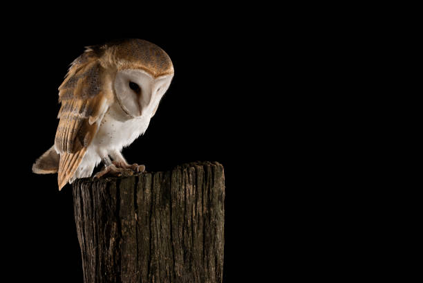 istock Barn Owl perched on a trunk, black background, Tyto alba 954707896