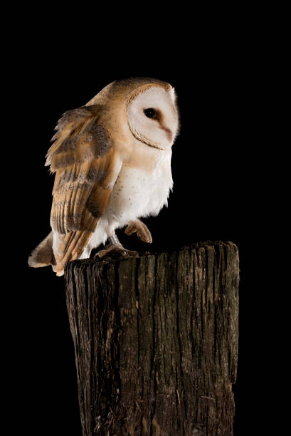 istock Barn Owl perched on a trunk, black background, Tyto alba 954707898