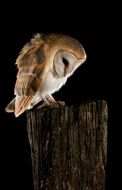 istock Barn Owl perched on a trunk, black background, Tyto alba 954707902