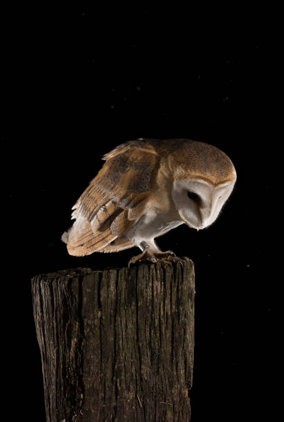 istock Barn Owl perched on a trunk, black background, Tyto alba 954707912