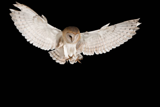 barbagianni, in volo di trecciare su un tronco con ali aperte, sfondo nero, tyto alba - animal head flash foto e immagini stock