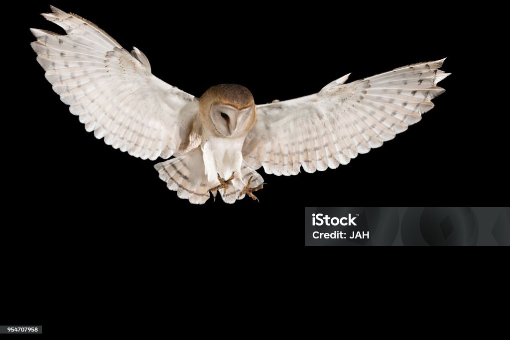 Barn Owl, in flight of perching on a trunk with open wings, black background, Tyto alba Owl Stock Photo