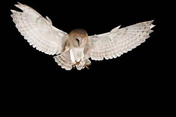 Barn Owl, in flight of perching on a trunk with open wings, black background, Tyto alba