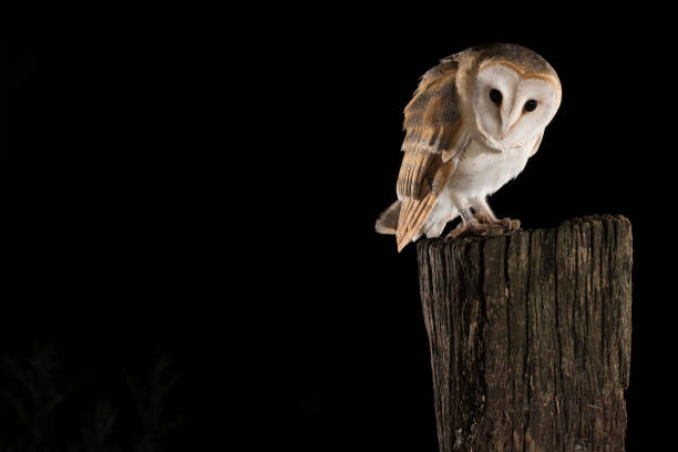 istock Barn Owl perched on a trunk, black background, Tyto alba 954707966
