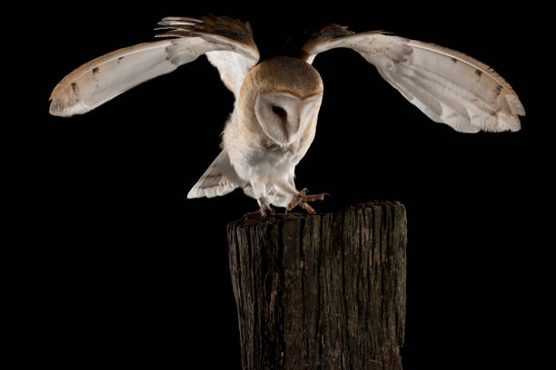 istock Barn Owl, in flight of perching on a trunk with open wings, black background, Tyto alba 954707976