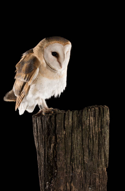 istock Barn Owl perched on a trunk, black background, Tyto alba 954707996