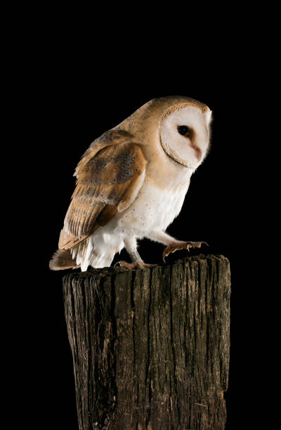 istock Barn Owl perched on a trunk, black background, Tyto alba 954708026