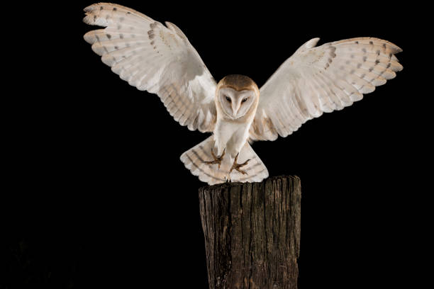 istock Barn Owl, in flight of perching on a trunk with open wings, black background, Tyto alba 954708064