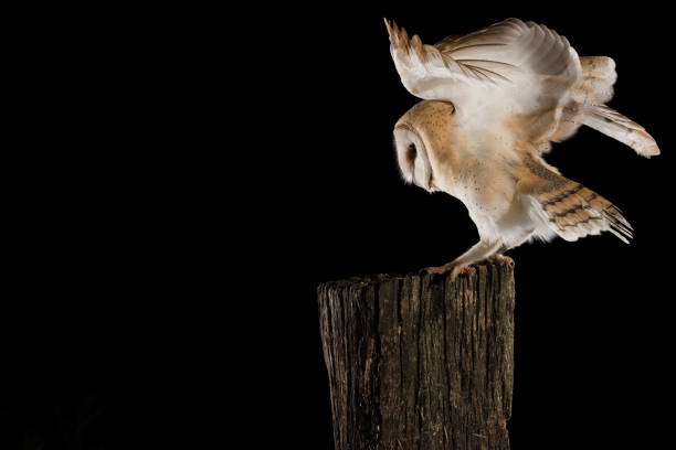istock Barn Owl, in flight of perching on a trunk with open wings, black background, Tyto alba 954708162