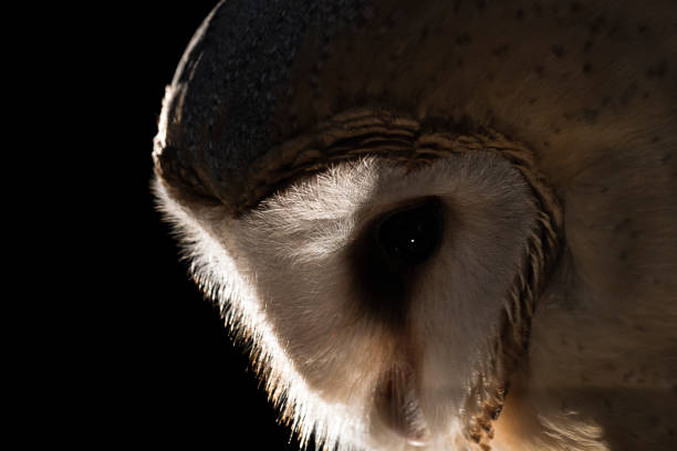 Barn Owl, portrait, black background, Tyto alba stock photo