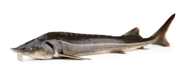 Sturgeon fish isolated on white background Sturgeon fish isolated on white background as package design elements roe river stock pictures, royalty-free photos & images