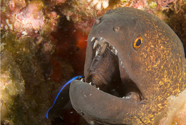 moray eel  labroides dimidiatus stock pictures, royalty-free photos & images