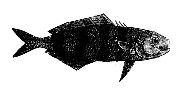 Animals antique engraving illustration: Pilot Fish Animals antique engraving illustration: Pilot Fish pilot fish stock illustrations