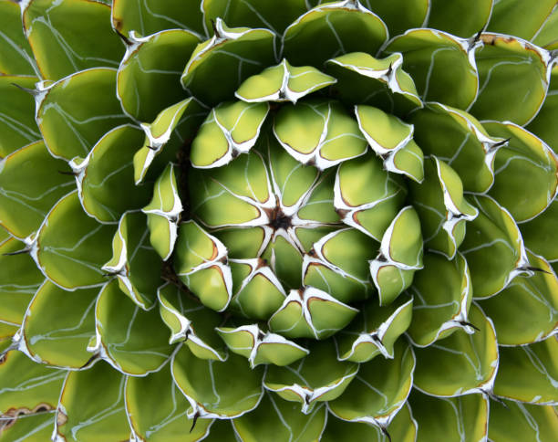 istock Natural plant background pattern of a spiraled rosette from a royal agave 954713084