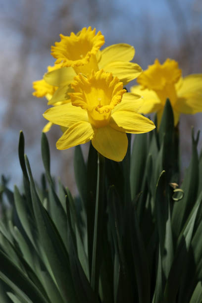 istock Beautiful springtime nature background with blooming flowers. 954716716