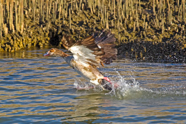 istock Egyptian Goose taking off 954717602