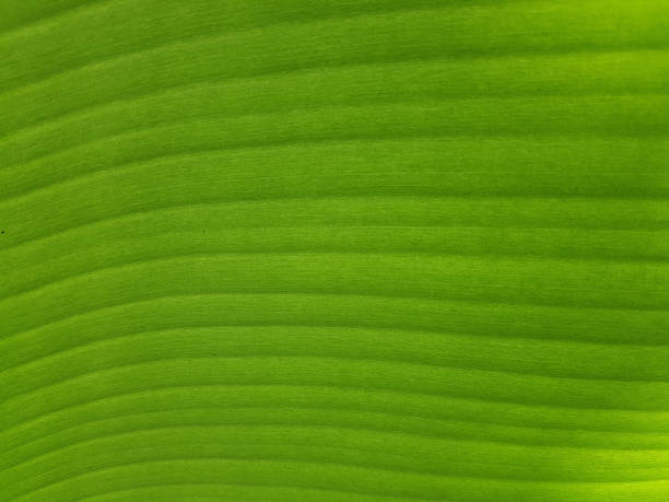 istock Detailed Fresh Banana Leaf 954718236