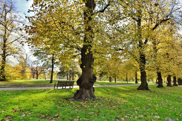 istock Old trees orange alley in autumnal park. 954722816