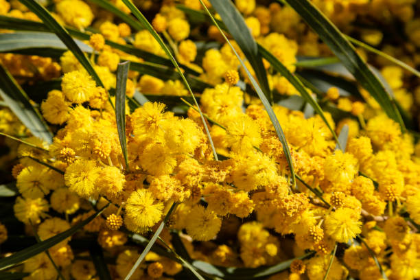 istock Diverse flora of Sardinia island 954723028