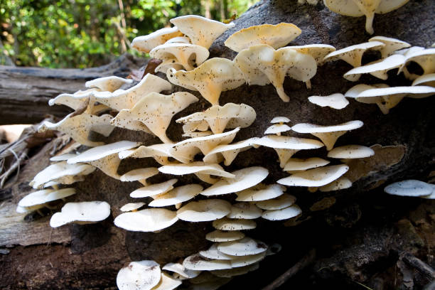 Many small fruit midges sit on mushrooms. The nature of Thailand.