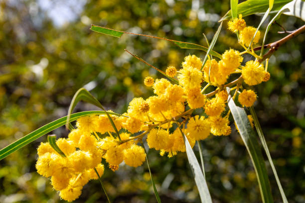 istock Diverse flora of Sardinia island 954723360