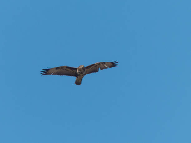 istock Buteo buteo - Poiana 954726930