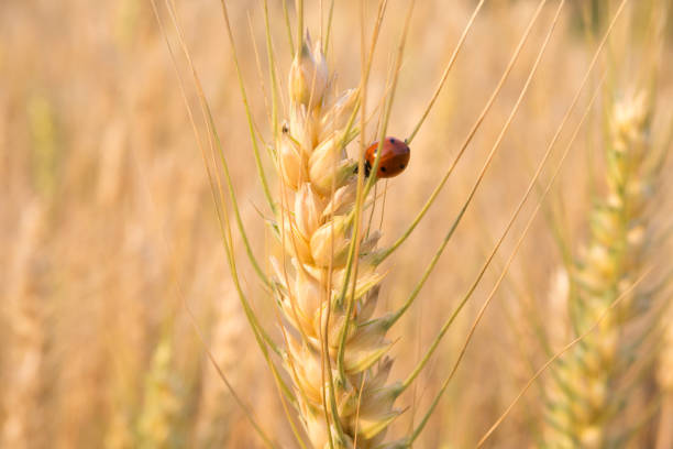 istock Ladybird in barley field 954727714