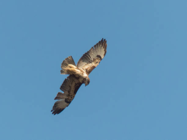 istock Buteo buteo - Poiana 954727772