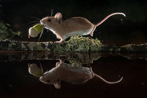 Mouse carrying an acorn by a branch in the water, Apodemus sylvaticus stock photo