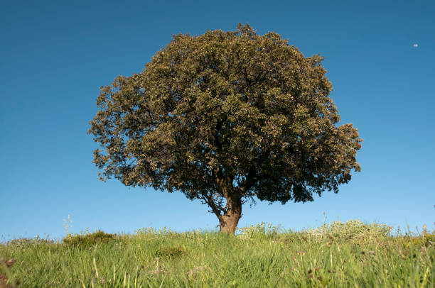 Holm oak on green cereal field, Quercus ilex stock photo