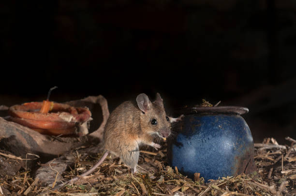 istock Mouse playing in the old attic, Apodemus sylvaticus 954727940