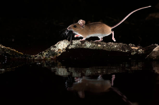 istock Mouse transporting a blackberry by a branch in the water, Apodemus sylvaticus 954727960