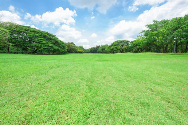 istock Beautiful landscape in park with green grass field. 954735630