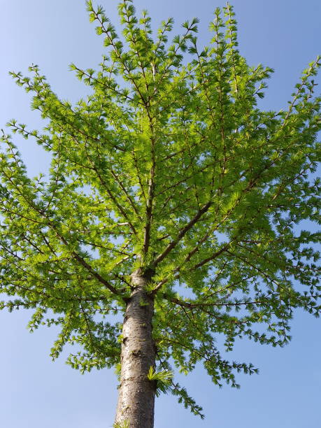 istock Beauty in nature 954736430