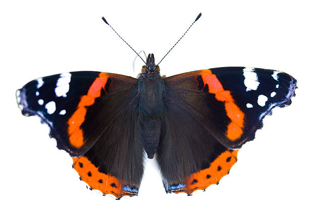 istock painted lady butterfly isolated 95474135