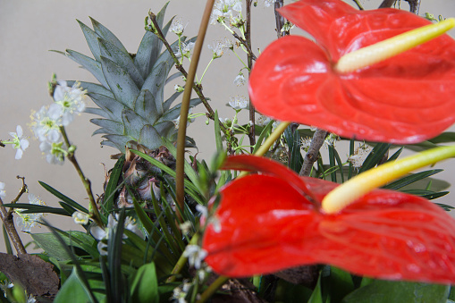 red anthurium flower