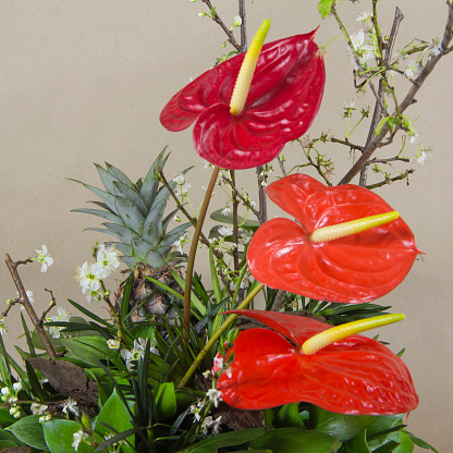 red anthurium flower