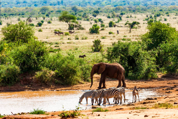 Zebras drinking, Elephant and Warthog at lake in Savannah Zebras drinking, Elephant and Warthog at Tsavo East National Reserve at Kenya at Africa tsavo east national park photos stock pictures, royalty-free photos & images