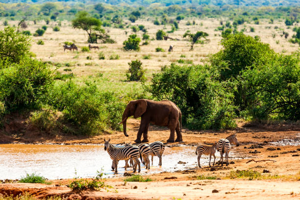 Zebras trinken, Elefanten und Warzenschwein am See in Savannah – Foto