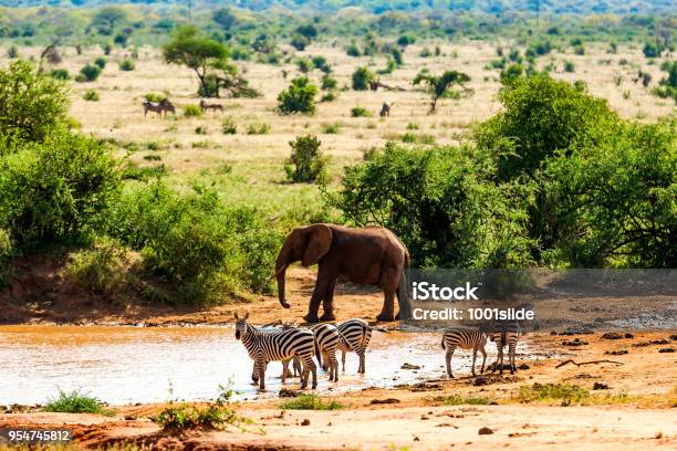Zebras Drinking Elephant And Warthog At Lake In Savannah Stock Photo - Download Image Now
