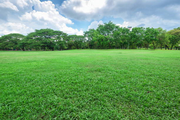 istock Beautiful landscape in park with green grass field. 954746278