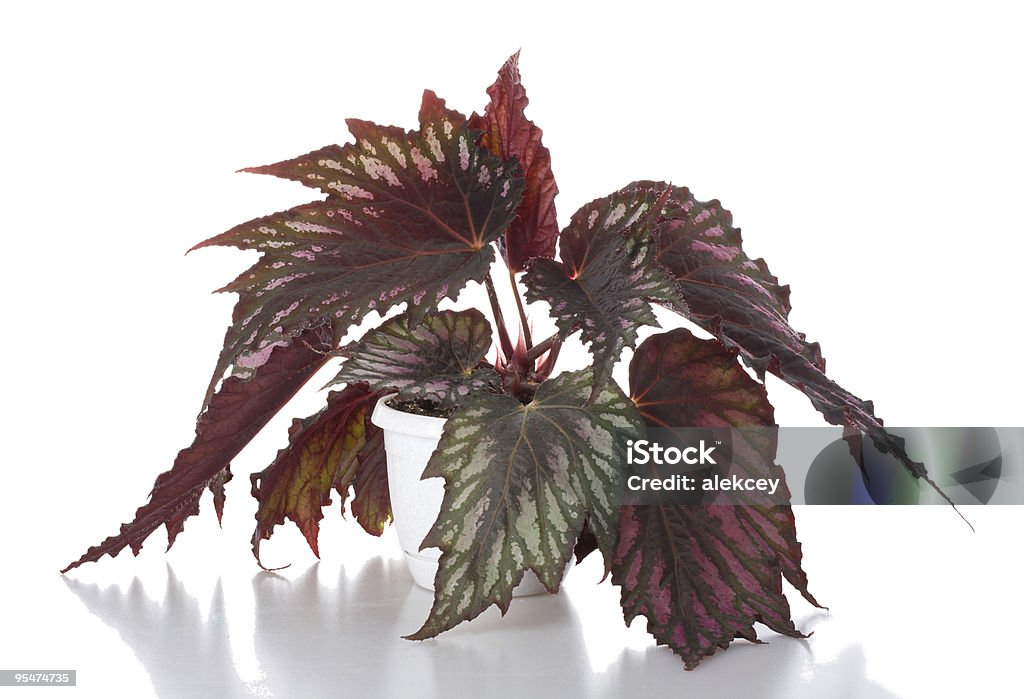 begonia in pot  Beauty In Nature Stock Photo