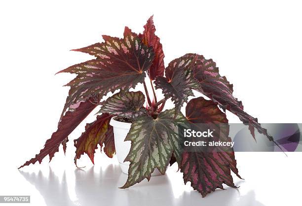 Begonia In Pot Stock Photo - Download Image Now - Beauty In Nature, Begonia, Blossom