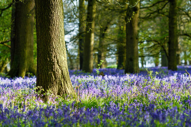 UK Weather:Bluebell woodland in Nottinghamshire. Misk Hills, Hucknall, Nottinghamshire, UK:02nd May 2018.After a morning of rain evening, sunlight illuminates the mass of Bluebells in a local beech and Oak deciduous woodland in Nottinghamshire. nottinghamshire stock pictures, royalty-free photos & images