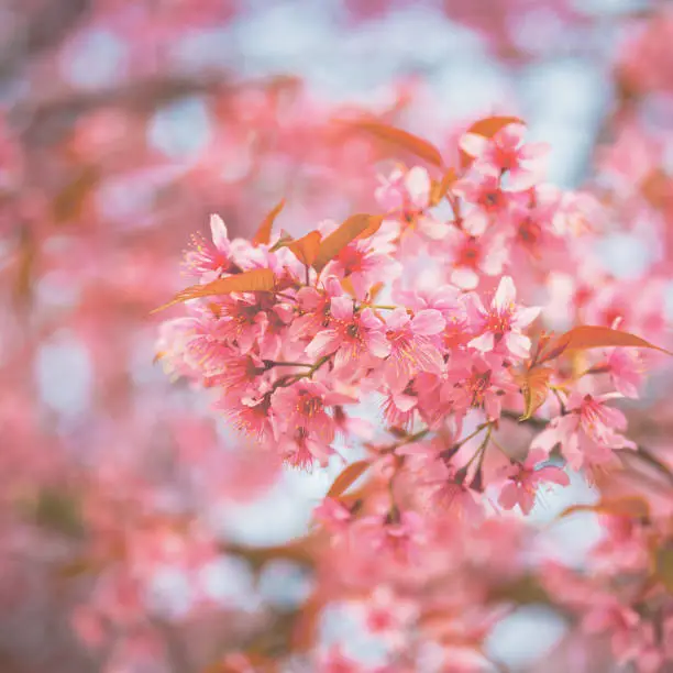 Closeup of sakura flower in Spring season at Japan