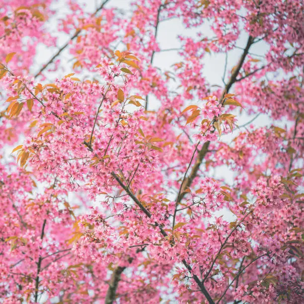 Closeup of sakura flower in Spring season at Japan