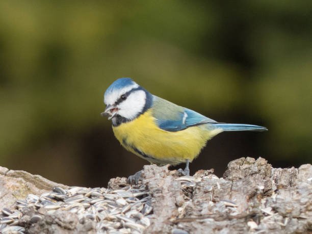 istock Cyanistes caeruleus, in the Cinciarella 954756016
