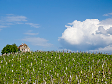 Vineyards in Rhine valley, Germany