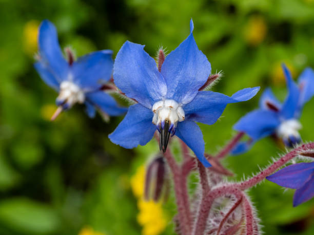 istock Diverse flora of Sardinia island 954759648