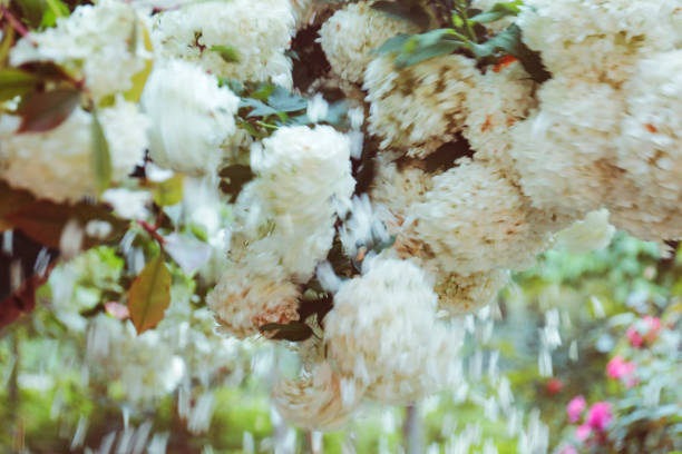 Motion blur snowball Bush Blossom.